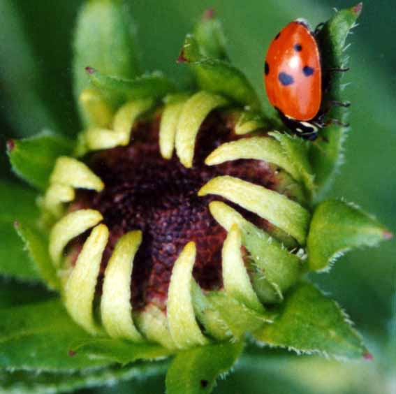 Ladybug working black-eyed Susan