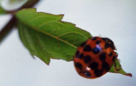 Leopard ladybug