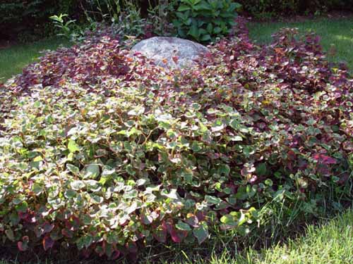 Realistic perspective of ground cover with boulder