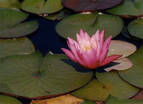 A red water lily