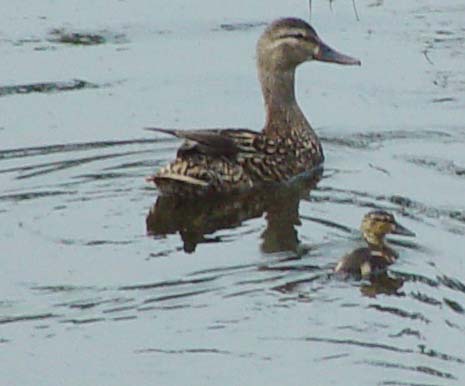 Mom mallard and a duckling