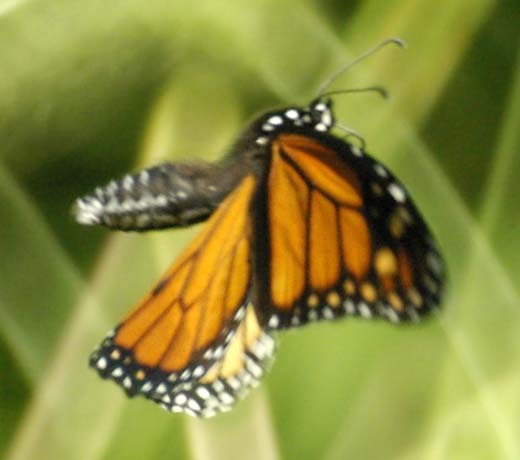 He monarch in flight