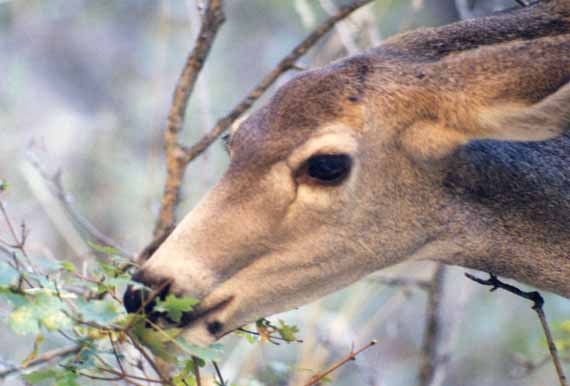 Mule deer portrait