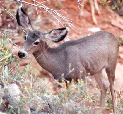 Mule deer doe and ears