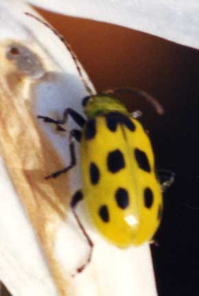 Closeup of pseudo ladybug