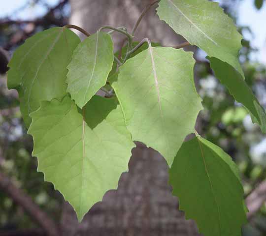 Poplar leaves
