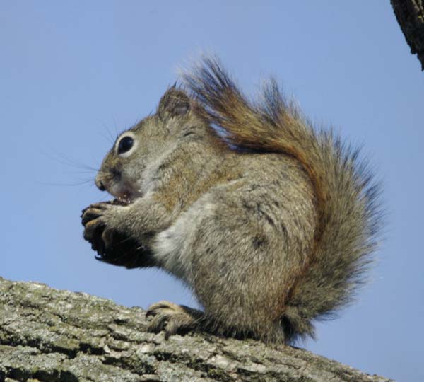 Red squirrel enjoying a walnut