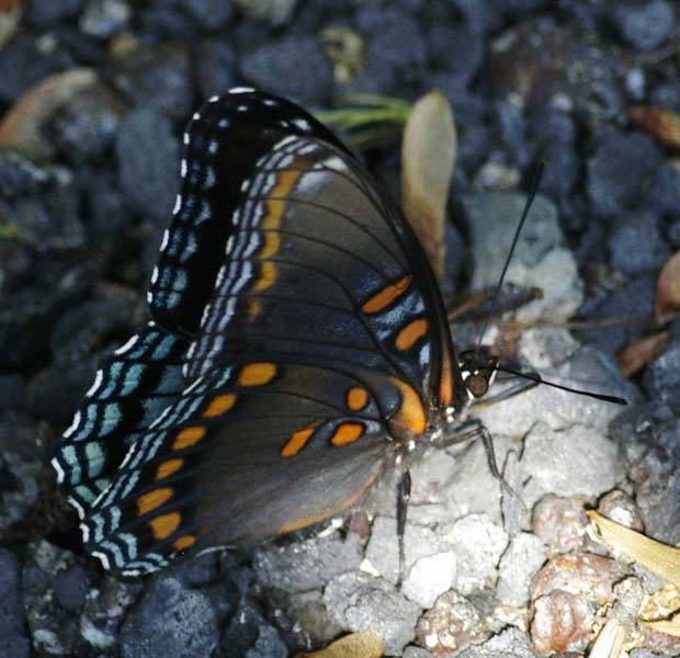 Red-spotted purple, closed wings