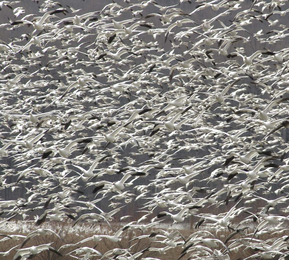 Snow geese swirl