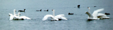 Swan pairs