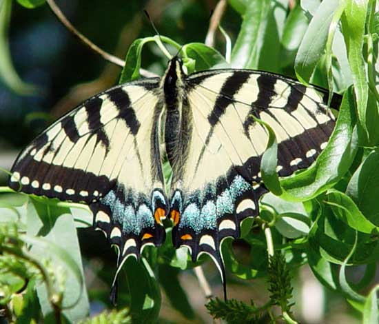 Eastern tiger swallowtail, wings spread
