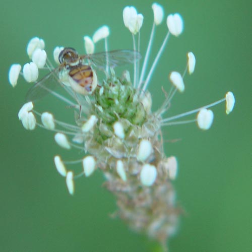 Hoverfly on grass flower