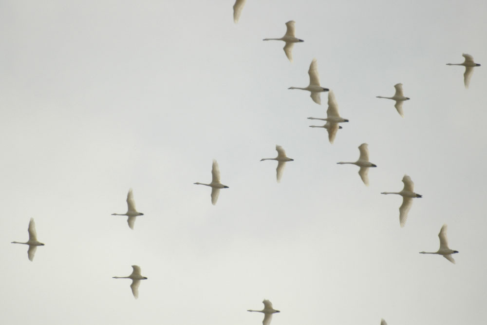 A closer flight of tundra swans