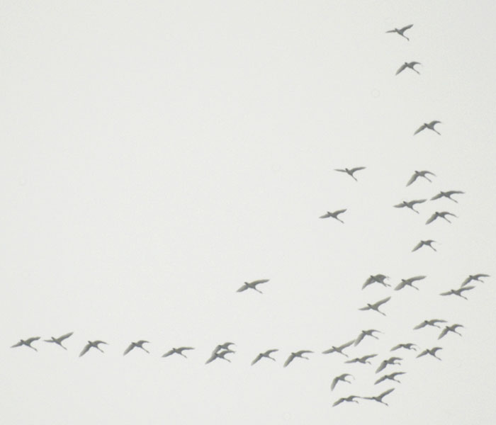 Departing flock of tundra swans