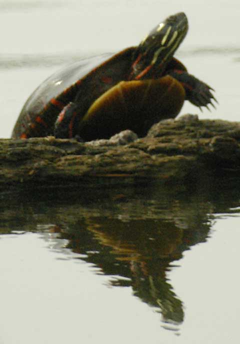 Eastern painted turtle climbing onto a log