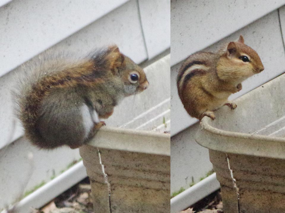 red squirrel compared to chipmunk