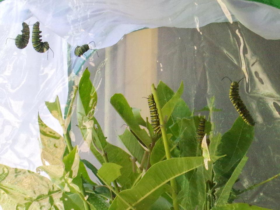 All those monarch caterpillars