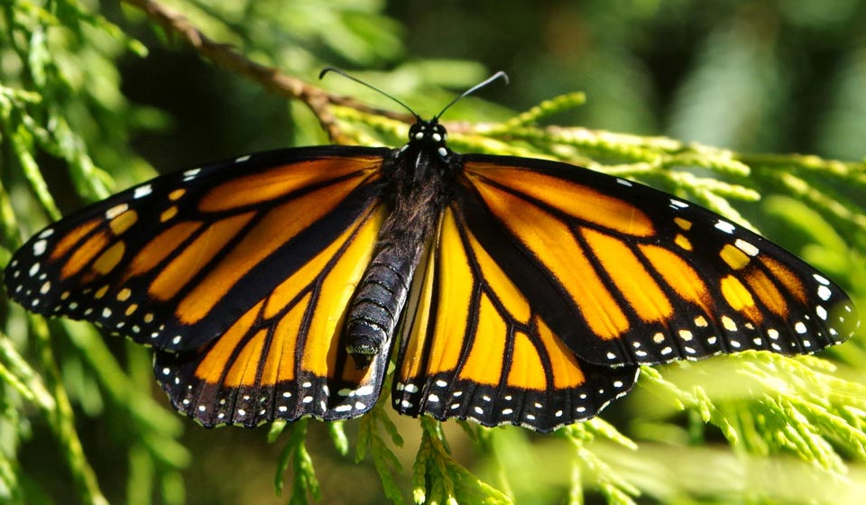 Monarch resting in cypress