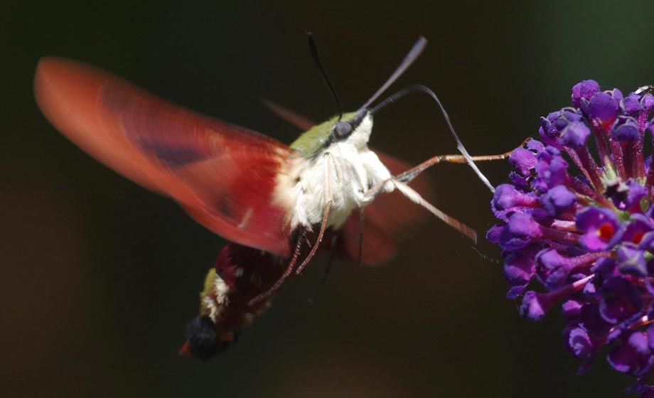 Hummingbird clearwing moth, motion blur