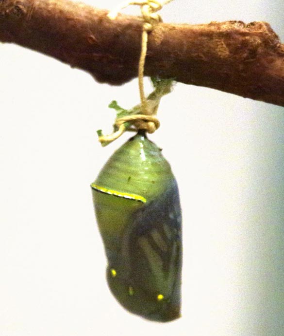Signs of butterfly within chrysalis