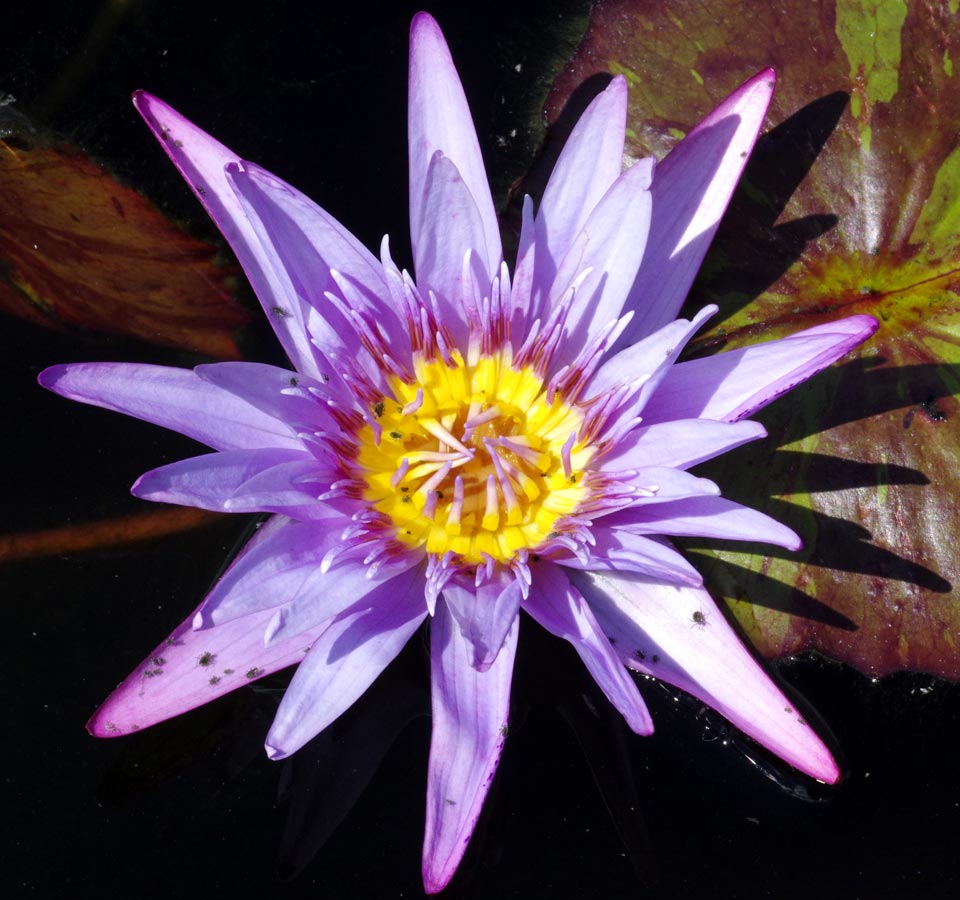 Water lily mandala 2