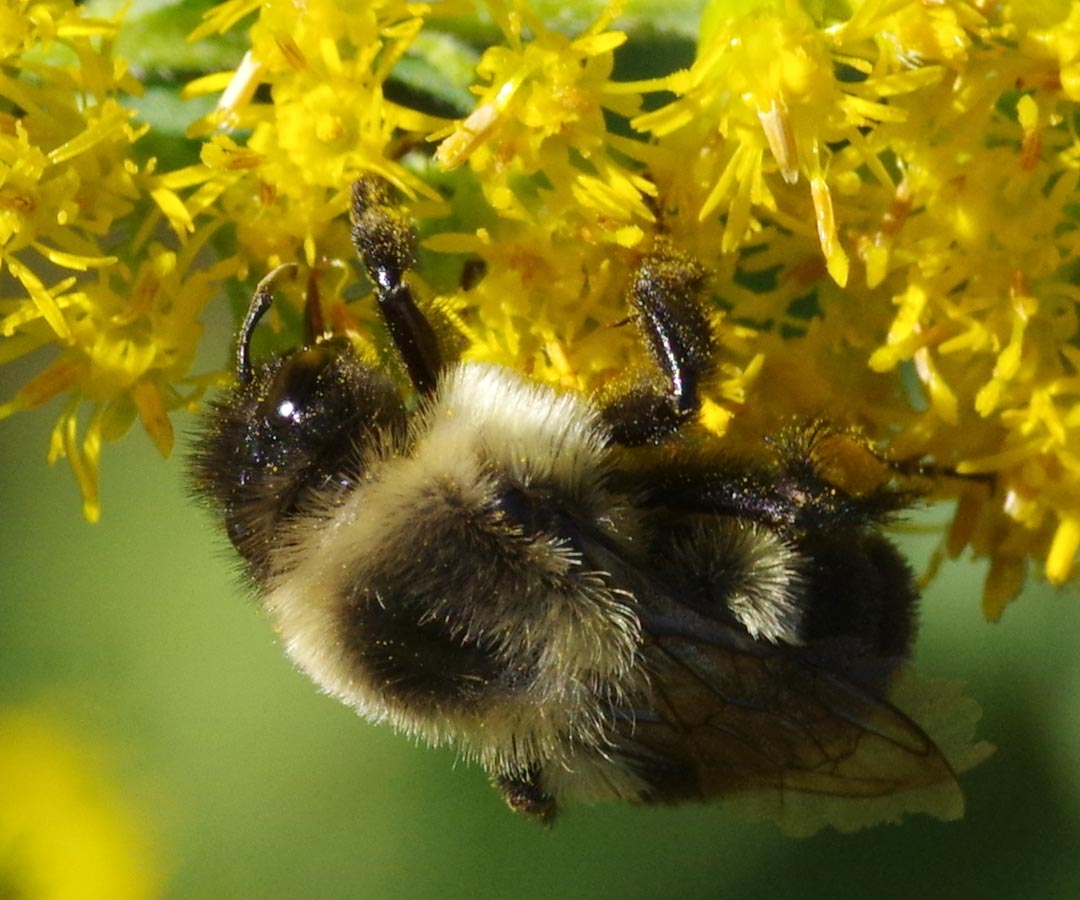 Bumblebee on goldenrod