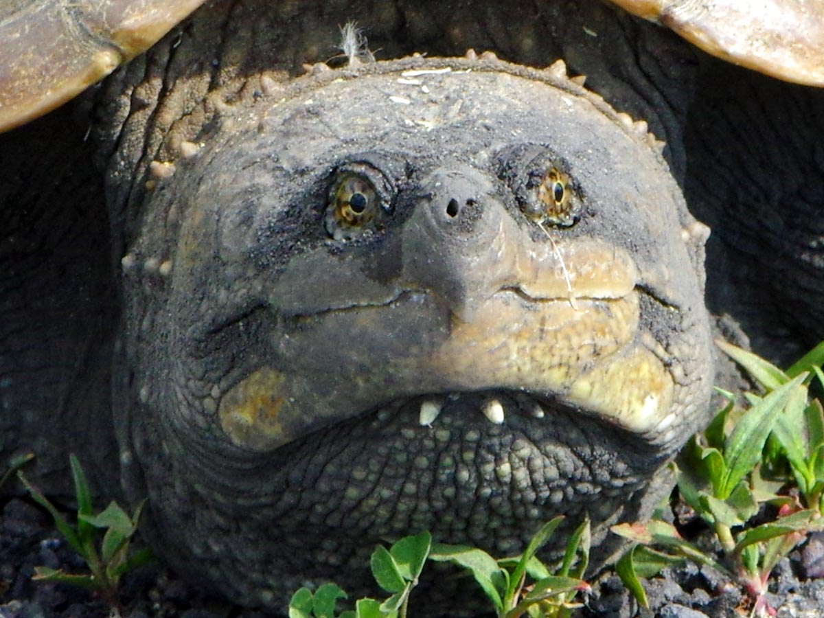 Mom snapping turtle portrait
