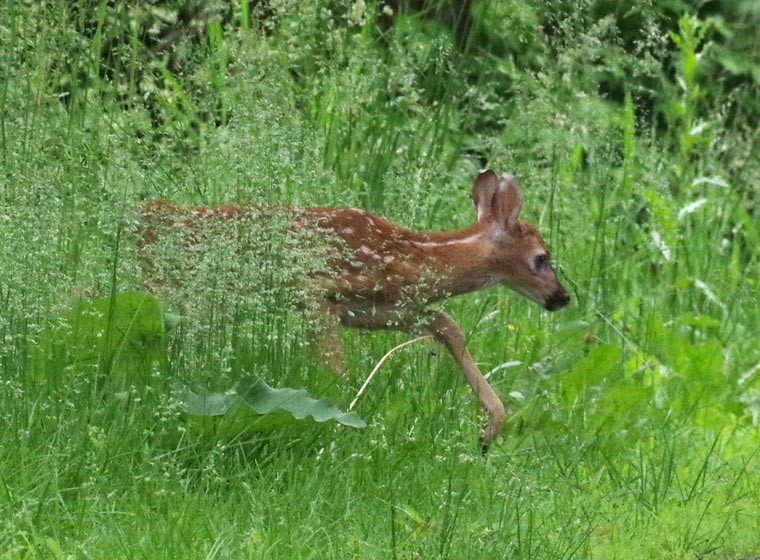 Fawn emerges from grass