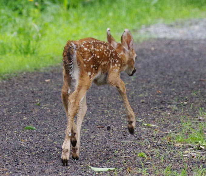 Fawn exits