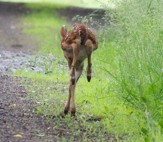 Fawn leaps