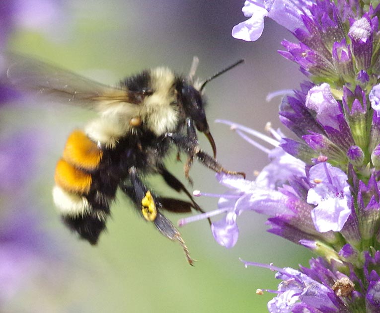 Tricolored bumblebee liftoff