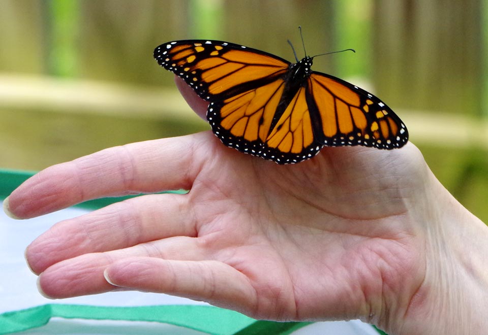 Monarch riding hand