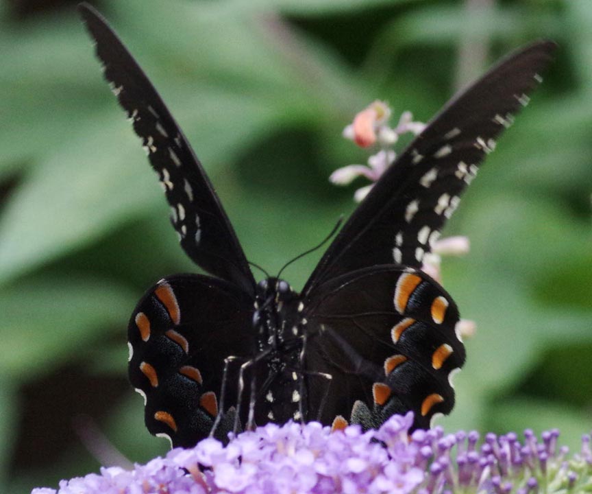 A staring male spicebush swallowtail