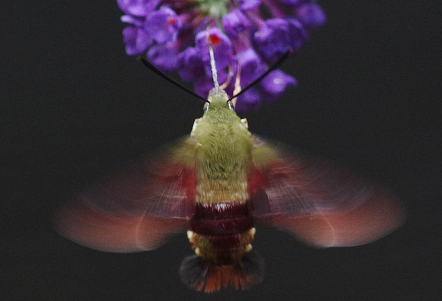 Hummingbird clearwing moth, wing blur