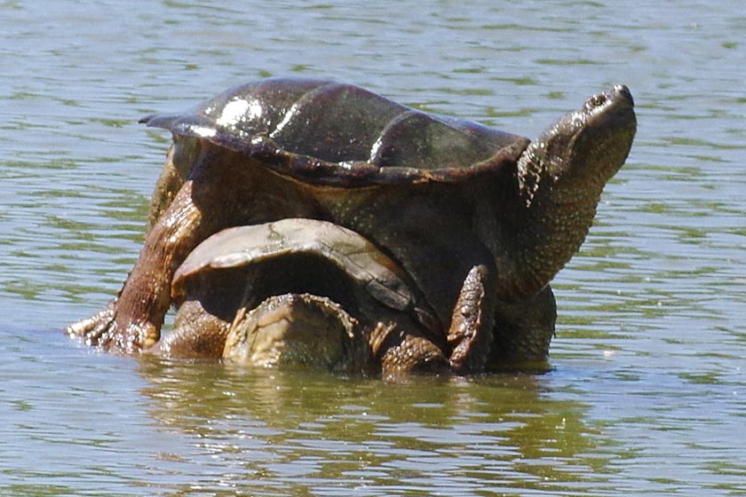 Stacked snapping turtles