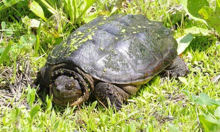 Young mom snapping turtle portrait