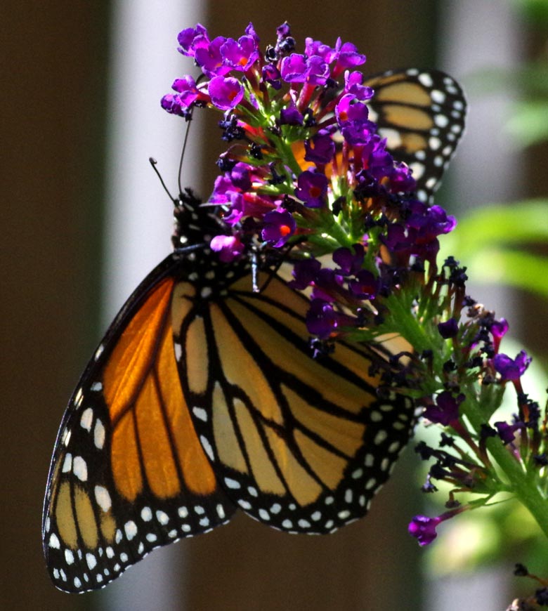 Monarch, open wings, below