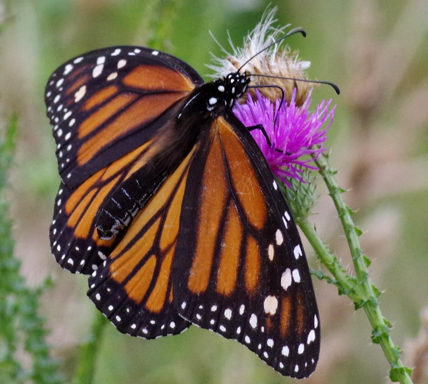 Monarch, open wings, above