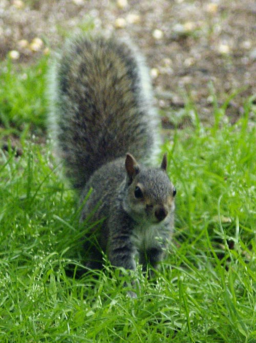 Baby gray squirrel dashing across grass