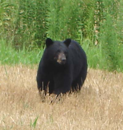 A black bear approaching
