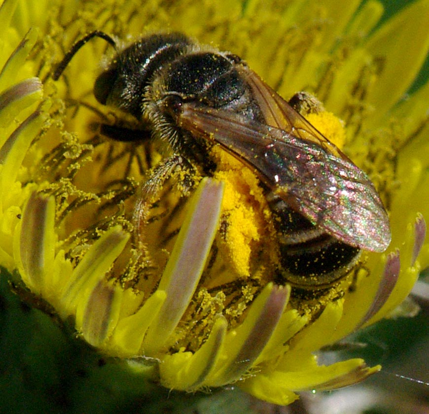 tiny bee harvesting pollen