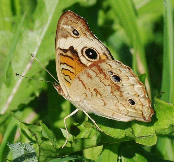 Common buckeye, under wing view