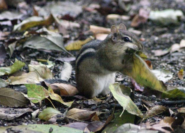 An eastern chipmunk and the leaf