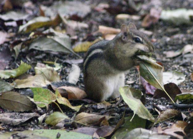An eastern chipmunk and the leaf