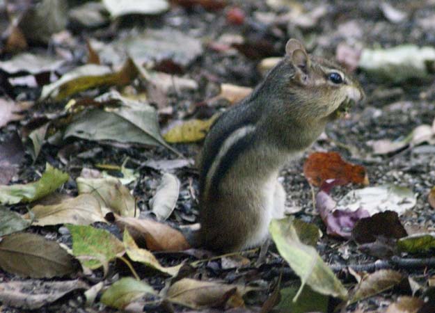 An eastern chipmunk and the leaf - all gone
