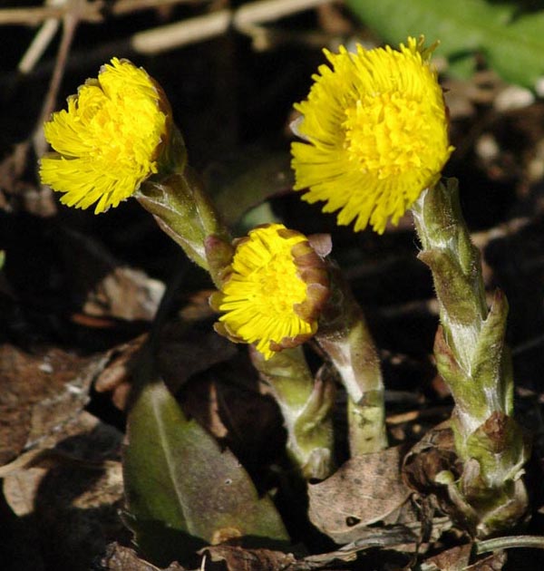Coltsfoot blossoms and stalks
