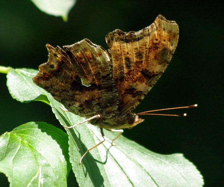 Eastern comma, wings up, comma visible
