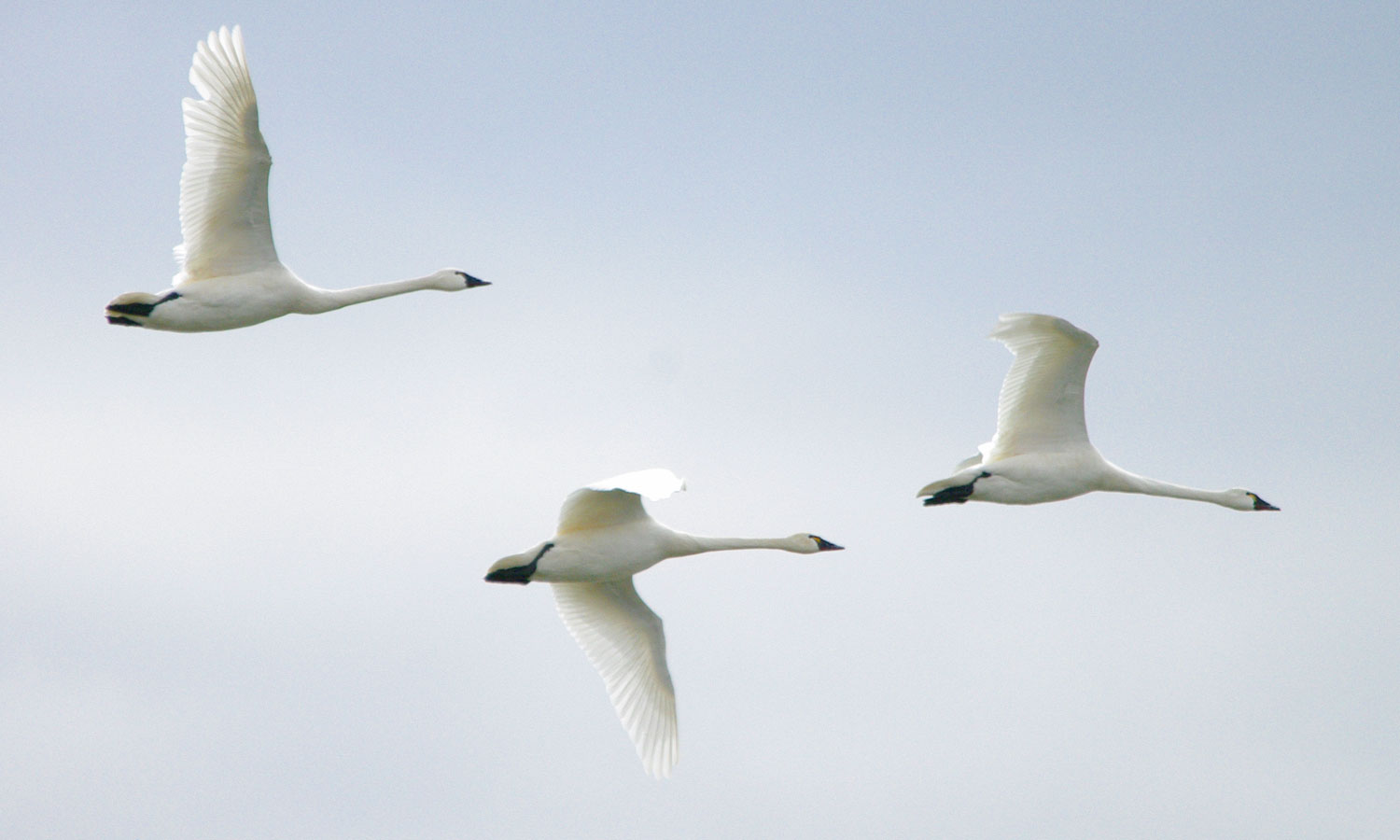 Three beautiful tundra swans