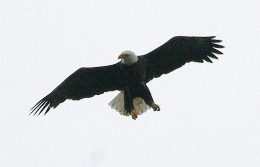 Bald eagle fishing: wheeling