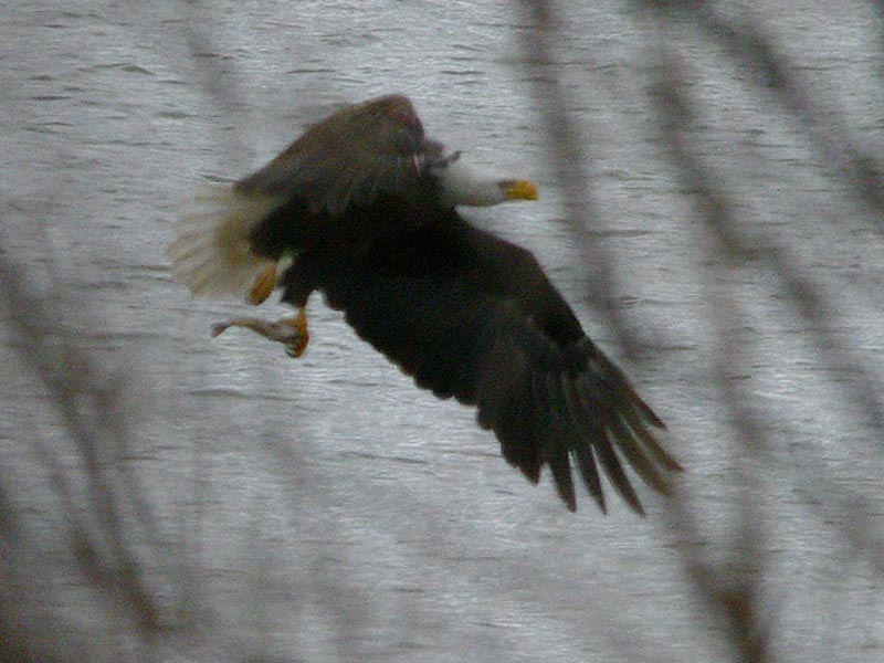 Bald eagle fishing: the catch